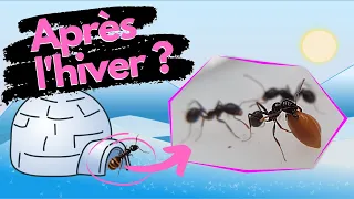 Après 3 mois au frigo, comment vont mes fourmis ? (fin de diapause, partie 1)