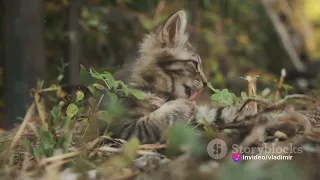 "Meeting a Forest Cat: The Amazing World of Wildlife in Latvia"