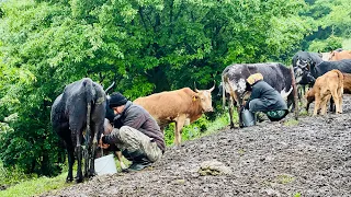 The Beginning of Spring Rain and Nomadic Life in the Mountains