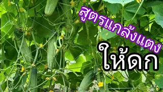 สูตรปลูกแตงร้านให้ดก วิธีบังคับให้แตงออกลูก