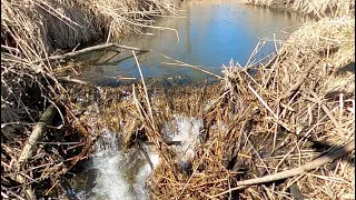 “UNCLOGGED AND UNLEASHED” Nature’s Plumber Unclogs Beaver Dam !