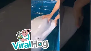Beluga has a Squishy Head || ViralHog