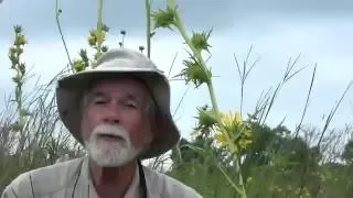 Summer Wildflowers at Wolf Road Prairie: Compass Plant and Prairie Dock