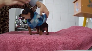 Pinscher Bravo (paçoca)