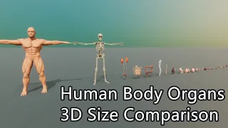 Human Body Organs Size Comparison | Human Body Size Comparison | Organs 3D Size Comparison