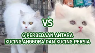 Perbedaan Kucing Anggora dan Persia, Inilah 6 Perbedaannya