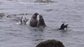 Elephant Seals Battle at Vista Point - San Simeon State Park