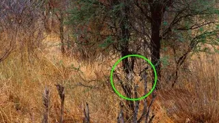 Spot The Camouflaged Animal Challenge – How Many Could You Find?