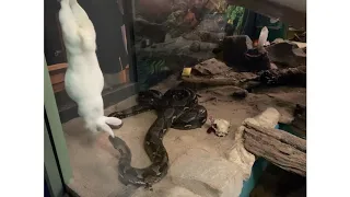 Reticulated Python Feeding 🐇