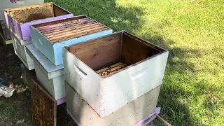 Preparing for the June honey flow