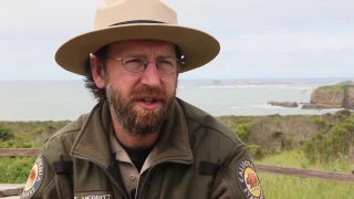 The Elephant Seals of Ano Nuevo State Park