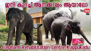 Visit to Kottoor Kappukadu Elephant rehabilitation centre | Places to vist in  Trivandrum |Neyyardam