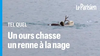 Les images inédites et spectaculaires d'une scène de chasse entre un ours polaire et un renne