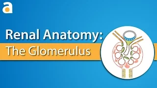 Renal Anatomy: The Glomerulus