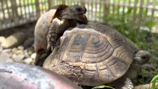 Turtles Mating