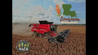 2021 Louisiana Milo Harvest 4K