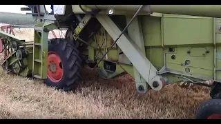 Claas Consul на збиранні ярого ячменю