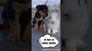 cute bunny rabbit baby and cute puppy baby👶#shorts #rabbit #puppy #shortvideo #short