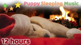 ☆ 12 HOURS ☆ Christmas SLEEP MUSIC for Dogs NO ADS 🎄🎅 Christmas Music Instrumental 🐶 Puppy Sleeping