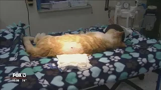 Cat shot with arrow wanders neighborhood for 2 weeks