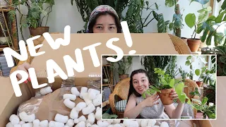 Houseplant Unboxing! | chill & informative houseplant unbox and repotting!