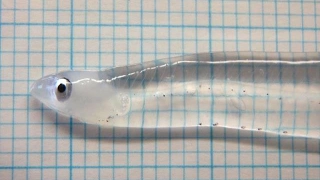 Transparent Fish (Leptocephalus)