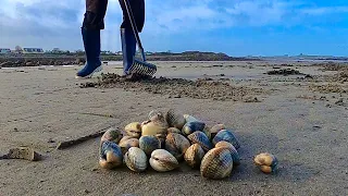 COASTAL FORAGING - Big Cockles , Delicious Catch and cook