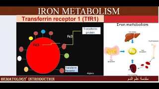 Lecture 3-4 Iron Metabolism and Regulation