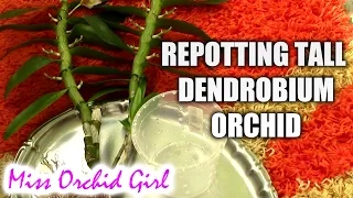 Repotting a tall Dendrobium orchid
