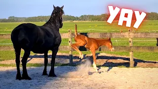 For the first time together outside. Rising Star & Queen👑Uniek | Friesian Horses