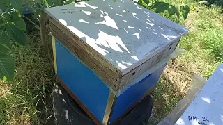 100% способ исправить семью трутовку и как там поживают пчелы в коробке