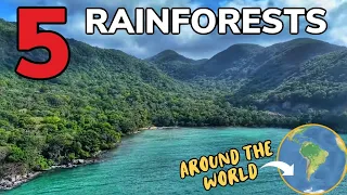 Rainforests Around the World | Learning Made Fun