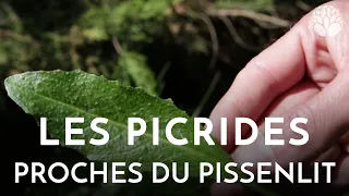 Les picrides proches du pissenlit