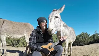 Hazel the Donkey Loves the Wizard Over the Rainbow