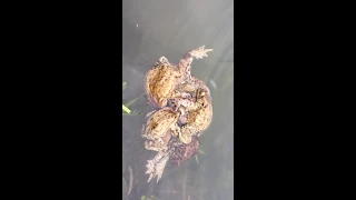 Брачный период у жаб