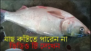 Big Head Carp Fish Cutting | Huge Silver Carp Fish Cutting In Fish Market || Fish Cutting Video .