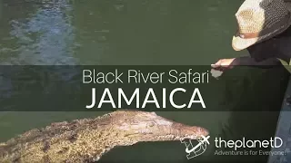 Black River Safari - In search of the Wild Crocodile | Jamaica Travel Vlog