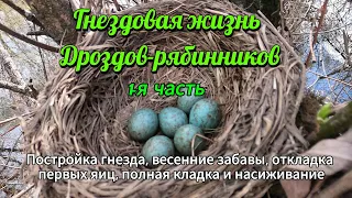 Гнездовая жизнь рябинников. 1-я часть. Постройка гнезда, весенние забавы, откладка яиц и насиживание