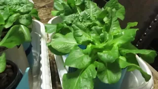 Easy to Grow Hydroponic Lettuce Using the Kratky Method