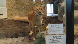 【クレイ】札幌で迎えた２歳の誕生日【ライオン】