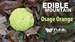 EDIBLE MOUNTAIN — Osage Orange