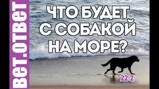 Морская соль для собаки, вредно?  ВетОтвет 22-2