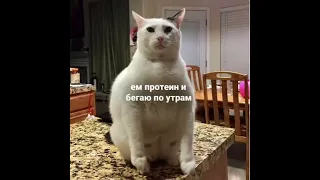 Котик зож