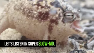 The Cutest War Cry Ever: The African Rain Frog featuring super slo-mo