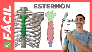 ✅ANATOMÍA DEL ESTERNÓN (Partes) FÁCIL