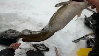 (42) Туруханск, река Енисей, рыбалка на налима. Проверка перемётов и улов.