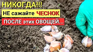 СТОП! После ЭТИХ овощей НИКОГДА не сажайте ОЗИМЫЙ ЧЕСНОК! Останетесь БЕЗ УРОЖАЯ!