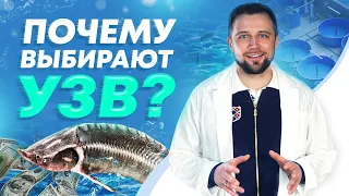 10 причин заняться ВЫРАЩИВАНИЕМ РЫБЫ в УЗВ, а не в пруду! РЫБОВОДНЫЙ БИЗНЕС | Бизнес ИДЕИ 2022