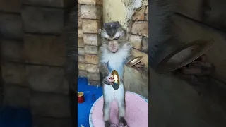 monkey is trying to play musical instruments #shorts#funny