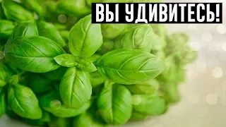 Сам Бог послал нам это растение!